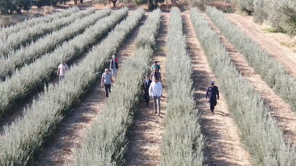 Zeytin Hasat Süreci Gömeç Kaymakamlığı tarafından incelendi