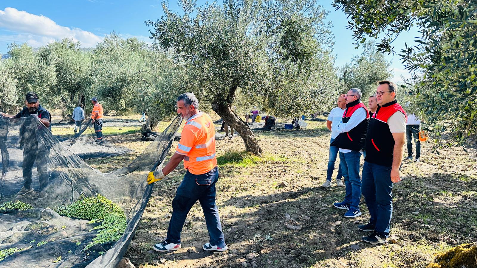 Mescit Mahallesinde Zeytin Hasatı Yapıldı