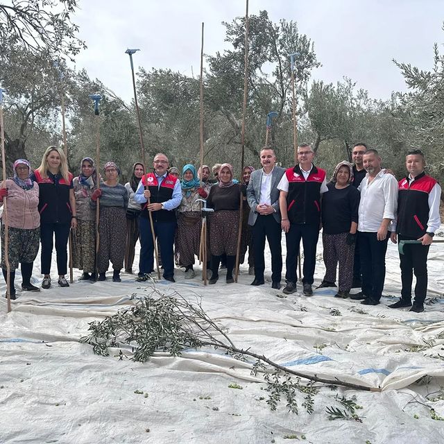 Kazdağları'nda Zeytin Hasadı Devam Ediyor